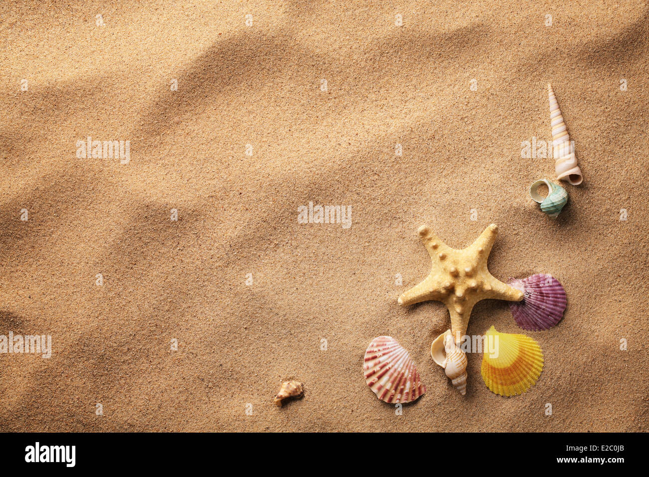seashells on sand beach Stock Photo