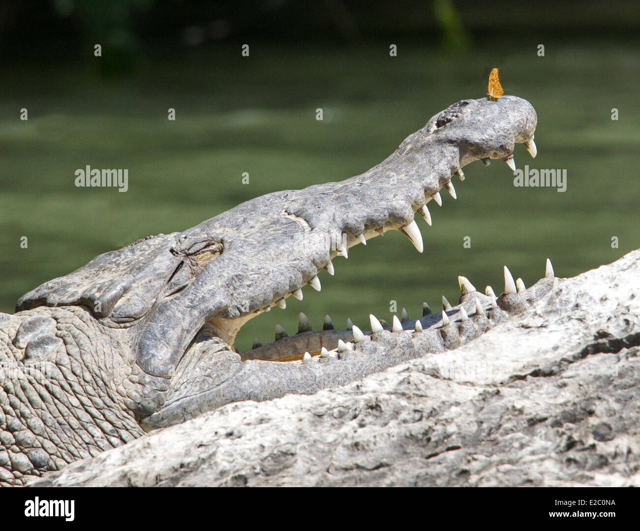 Crocodile with brave butterfly on snout Sumidero Canyon Chiapas Mexico Stock Photo