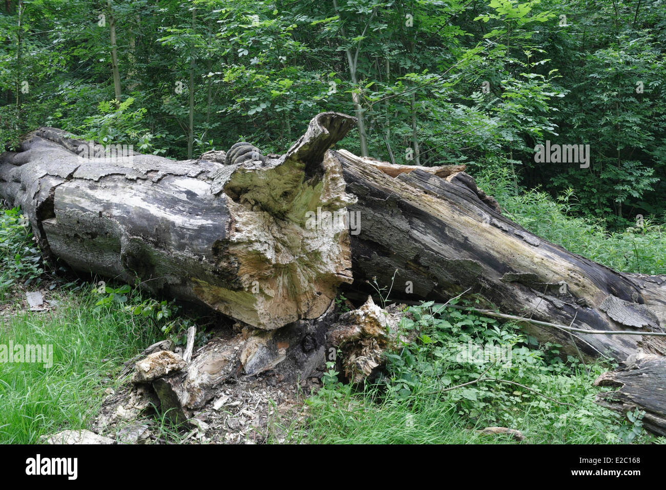 Woodland management,  tree felling, in Ecclesall Woods in Sheffield, Carbon recycling biomass Stock Photo