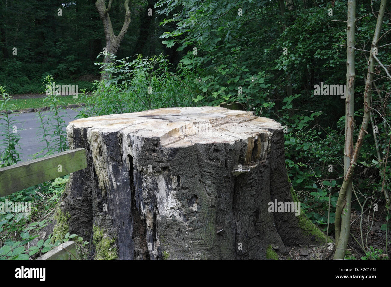 Woodland management,  tree felling, in Ecclesall Woods in Sheffield Stock Photo
