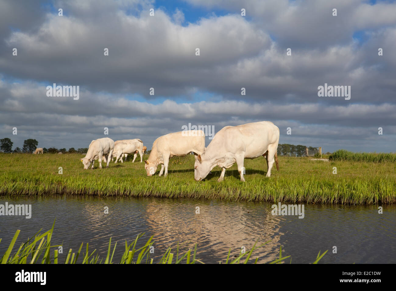 beige cows graze on pasture by river Stock Photo