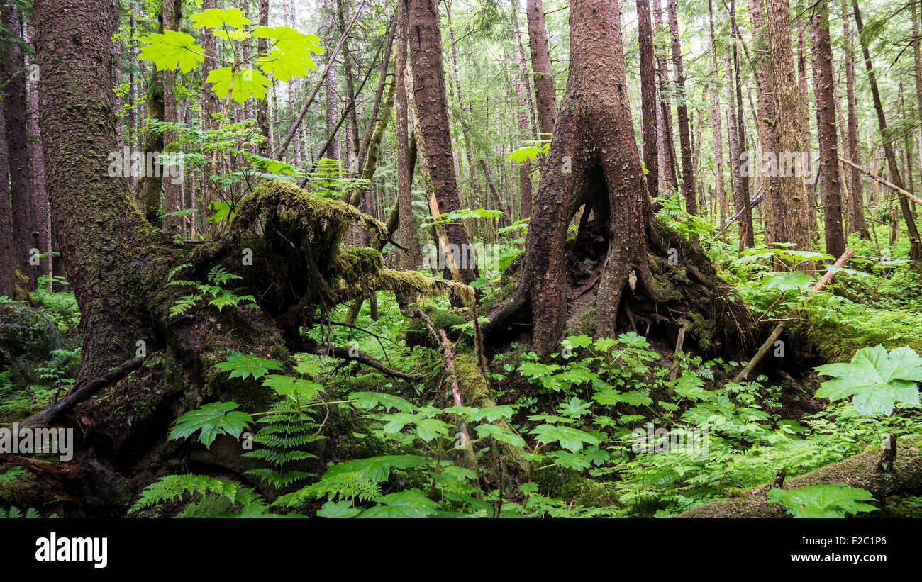 Rain forest in Southeast Alaska with hemlock trees, strange roots, devil's Club and ferns. Stock Photo