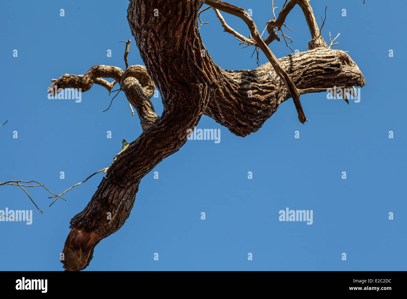 tree and sky Stock Photo