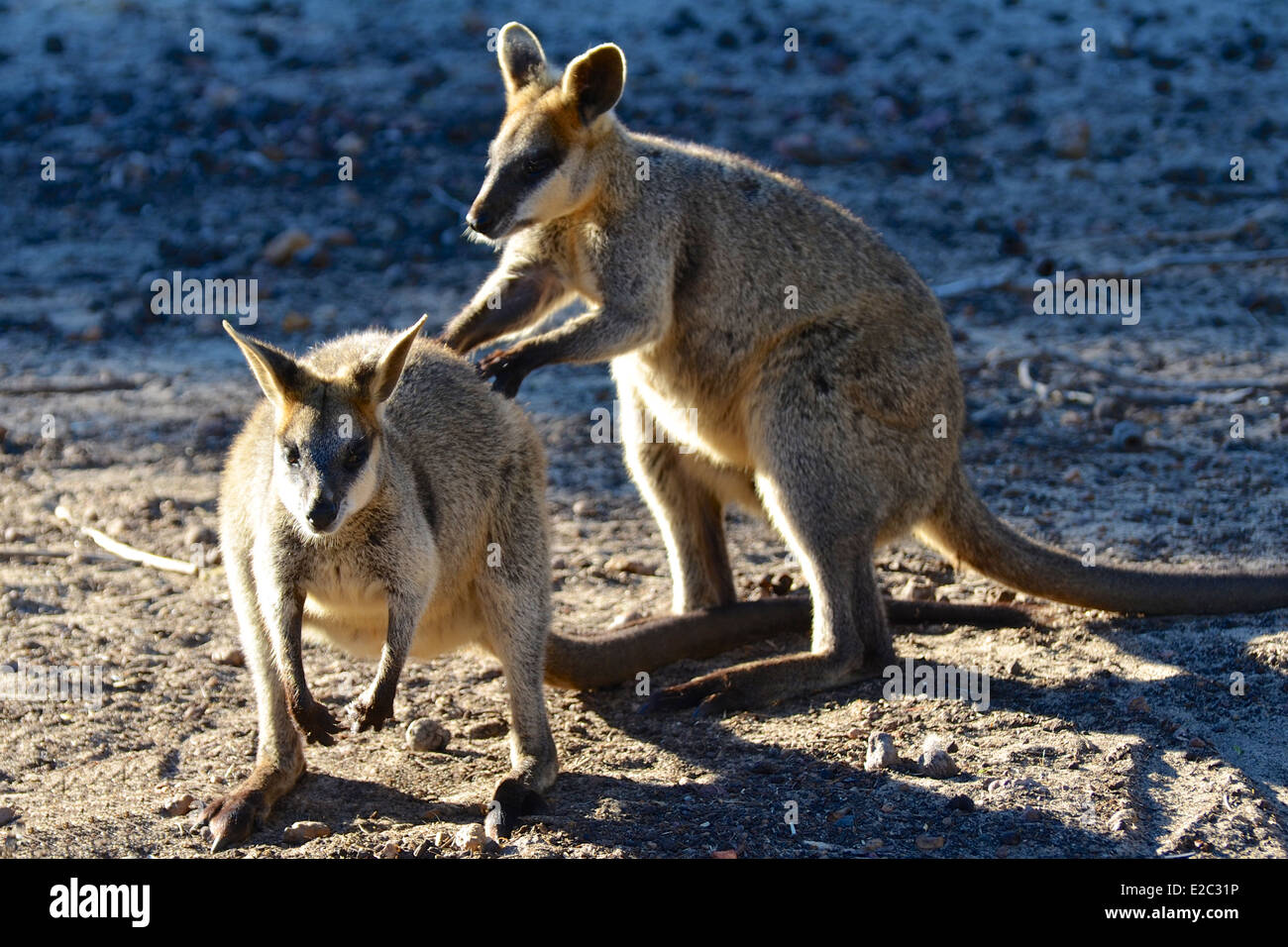 Two wallabies enjoying the sunshine. Not to be mistaken for kangaroos, wallabies are smaller marsupials native to Australia. Stock Photo
