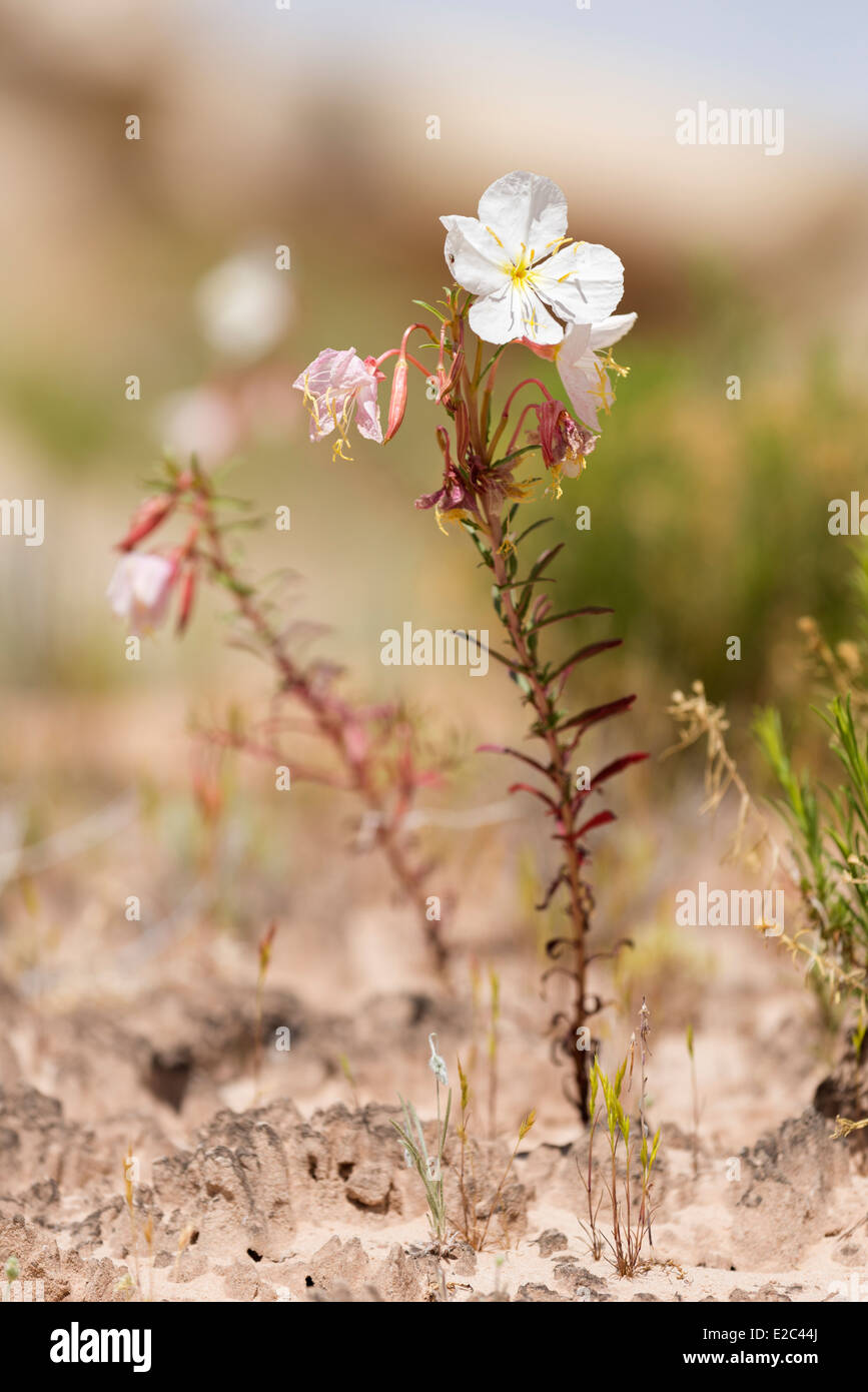 Primrose in bloom in the desert of Southern Utah. Stock Photo