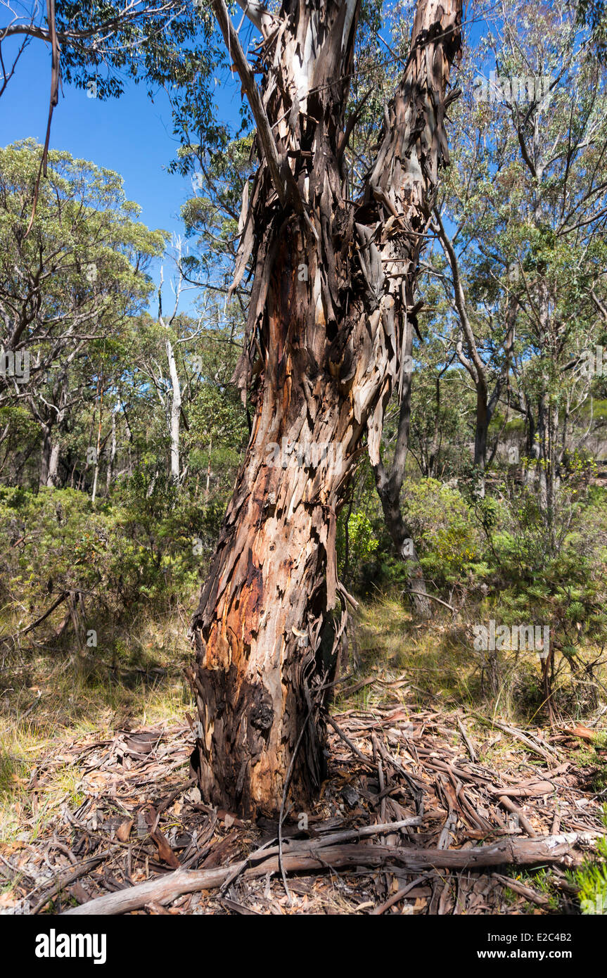 Bark peeling off a eucalyptus tree in Australian bushland Stock Photo