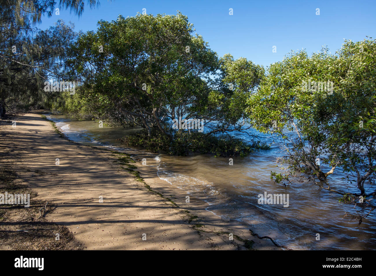 Beach and mangroves on St Helena Island in Morton Bay, Queensland, Australia Stock Photo