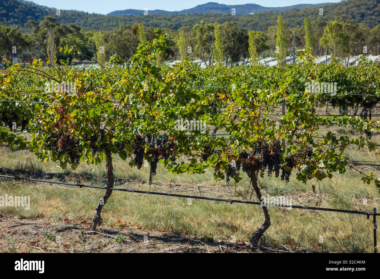 Grapes ready for harvesting in the wine region of Stanthorpe, Queensland, Australia Stock Photo