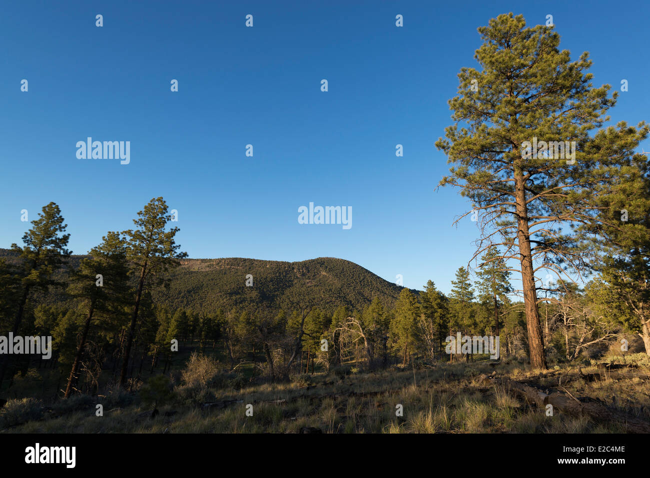 Ponderosa pine forest and Mt. Trumbull, Northern Arizona Stock Photo