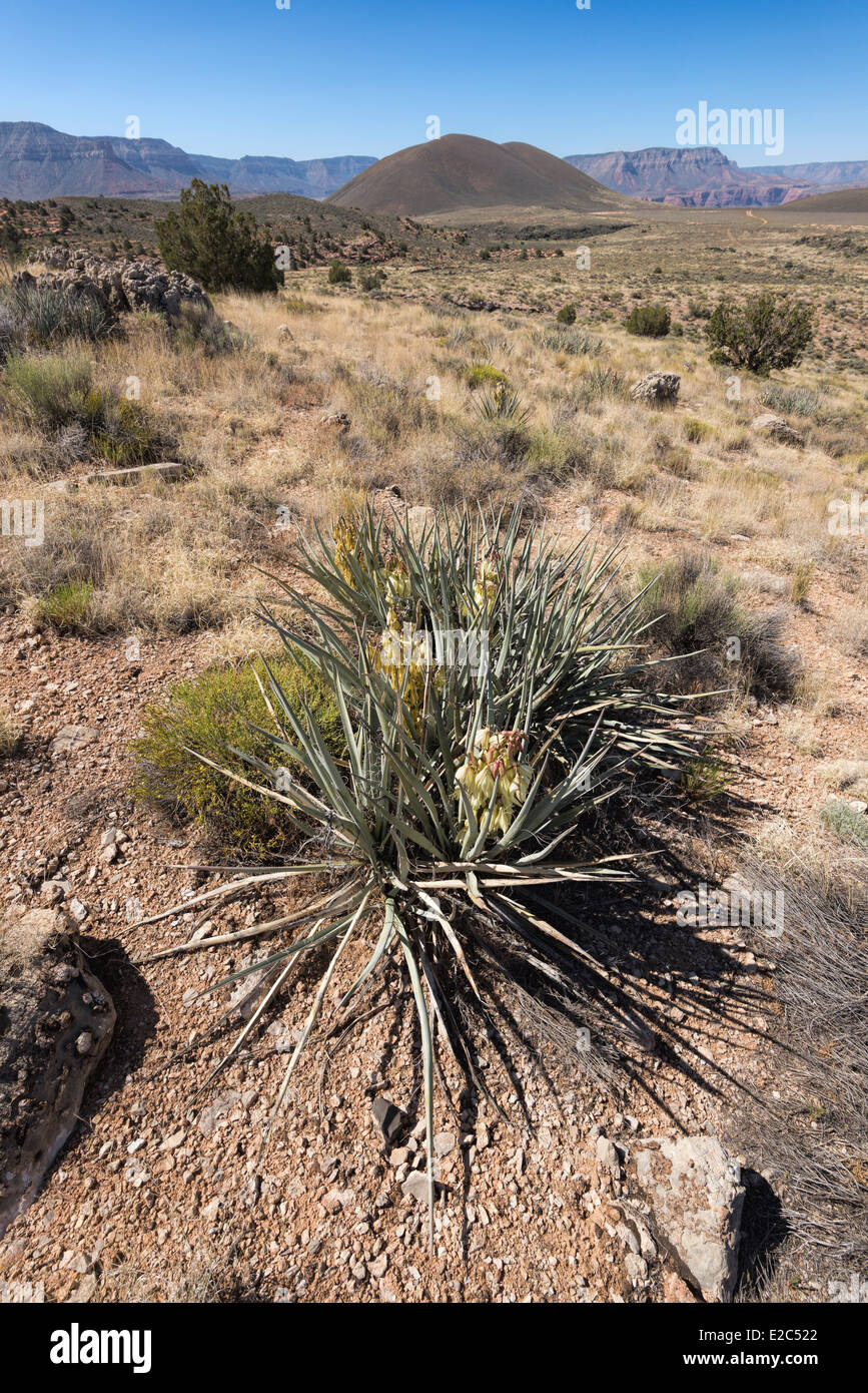 Yucca arizona hires stock photography and images Alamy