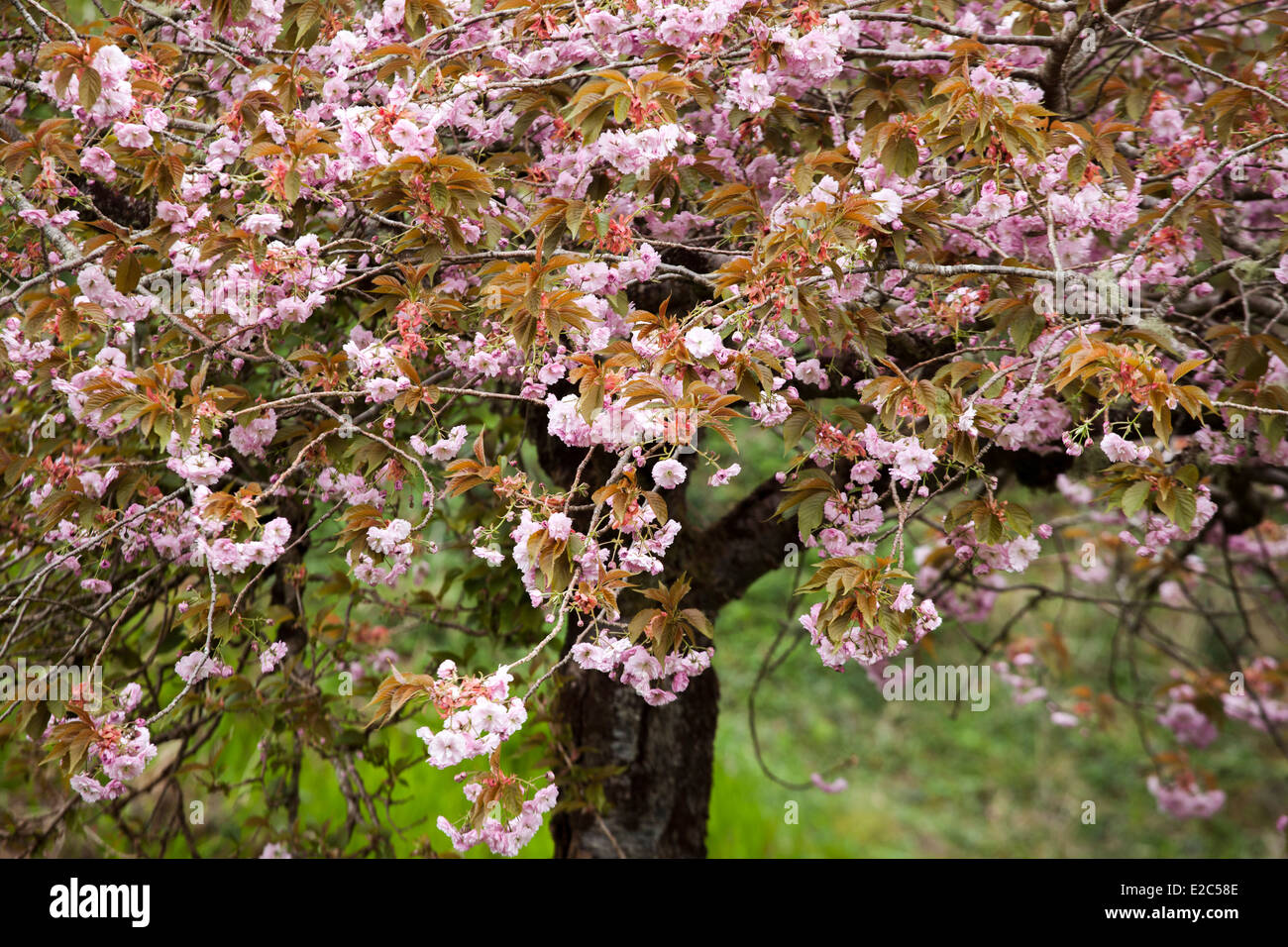 Close up of a Cherry Blossom tree in bloom Stock Photo