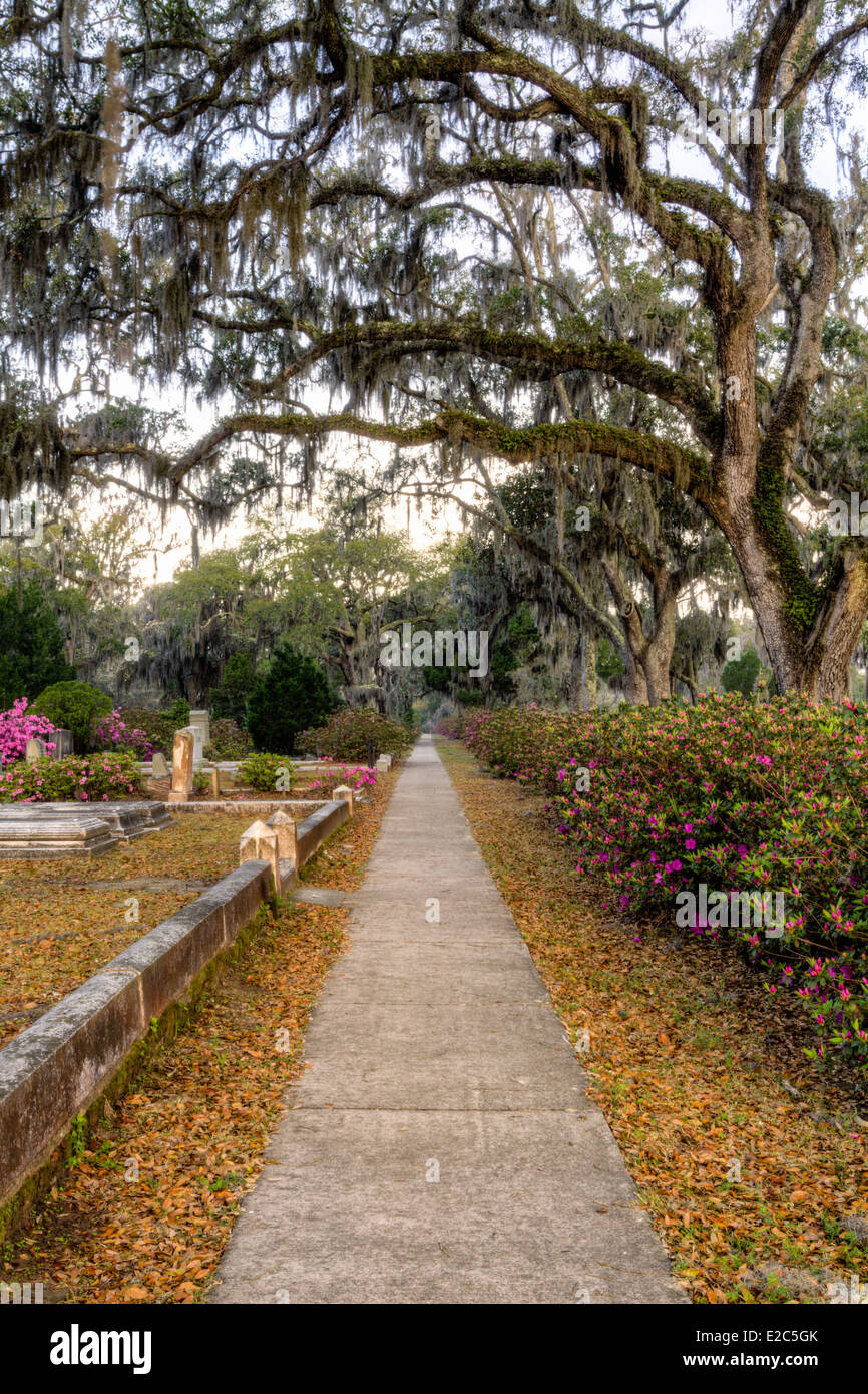 Tree lined path in Bonaventure Cemetery in Savannah, Georgia (HDR) Stock Photo