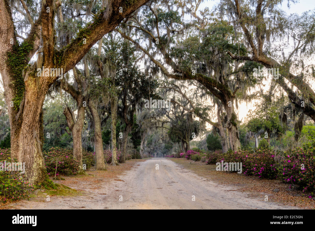 Tree lined path in Bonaventure Cemetery in Savannah, Georgia (HDR) Stock Photo