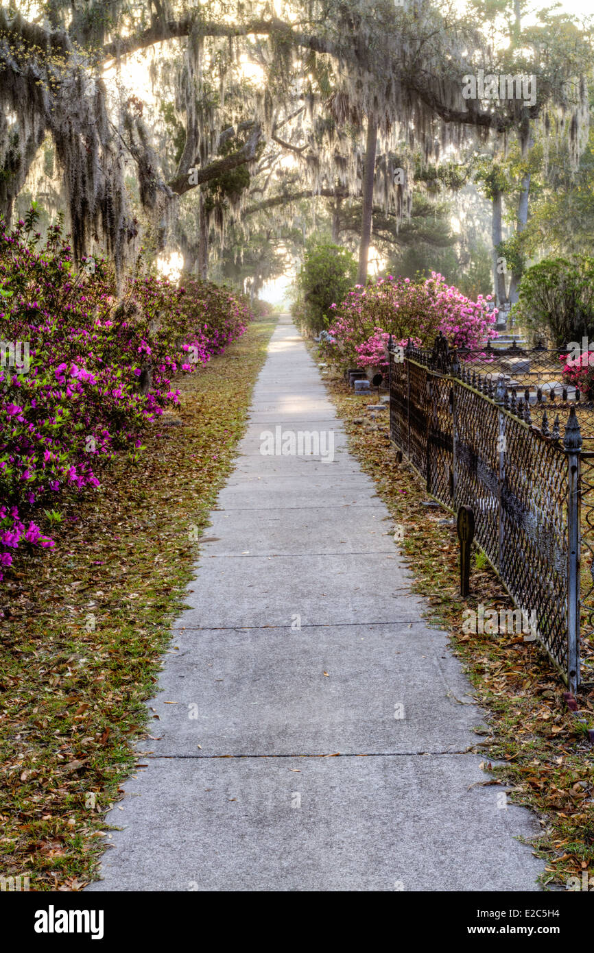 Tree lined path in Bonaventure Cemetery in Savannah, Georgia (HDR) Stock Photo