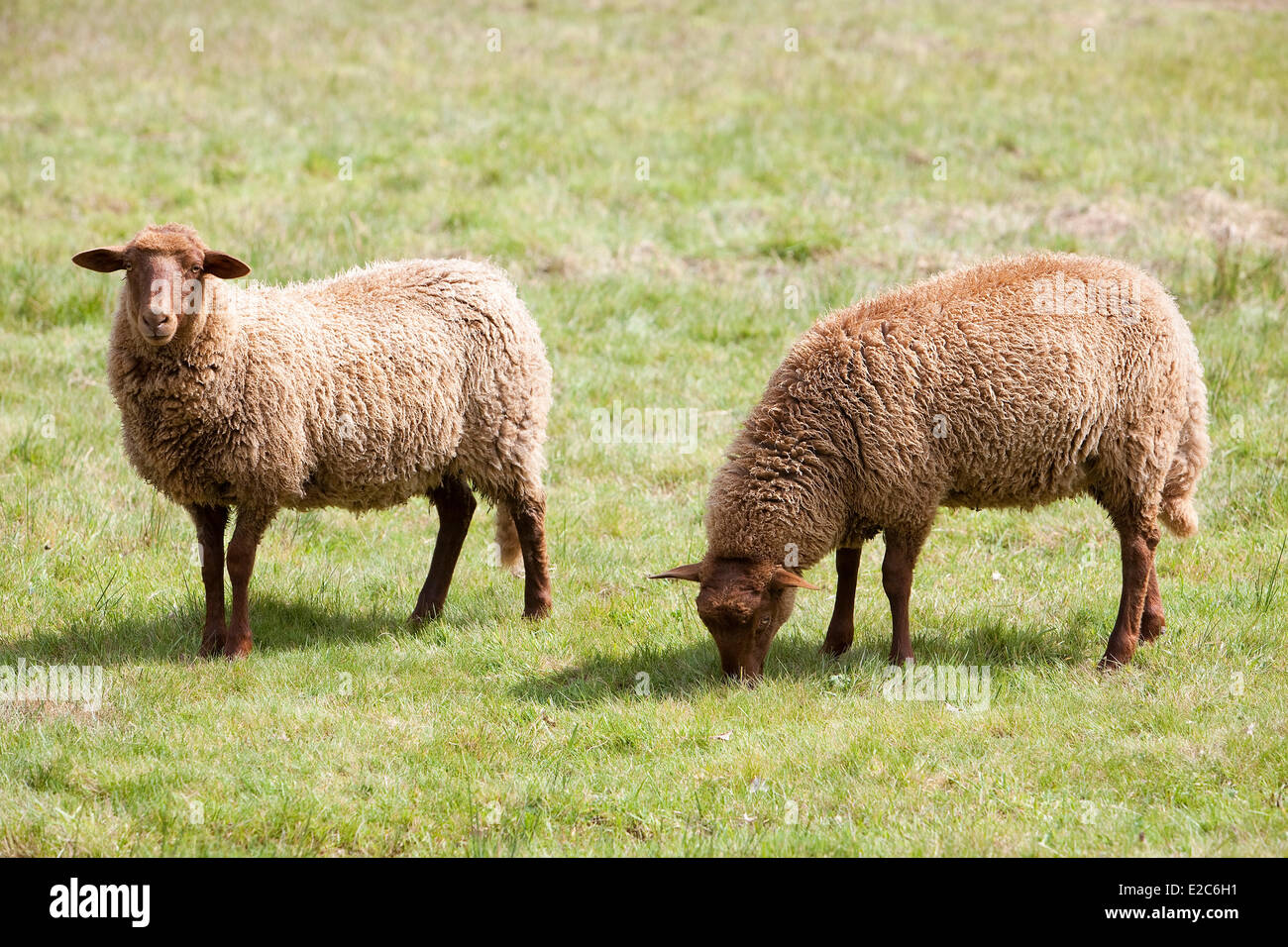 Solognote Sheep Hi res Stock Photography And Images Alamy solognote-sheep-hi-res-stock-photography-and-images-alamy