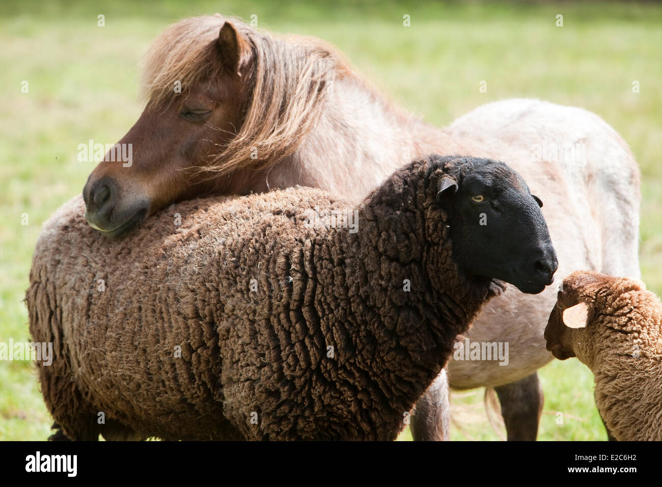 France, Loir et Cher, Saint Viatre, ram and lamb of Solognote breed and  pony Stock Photo - Alamy