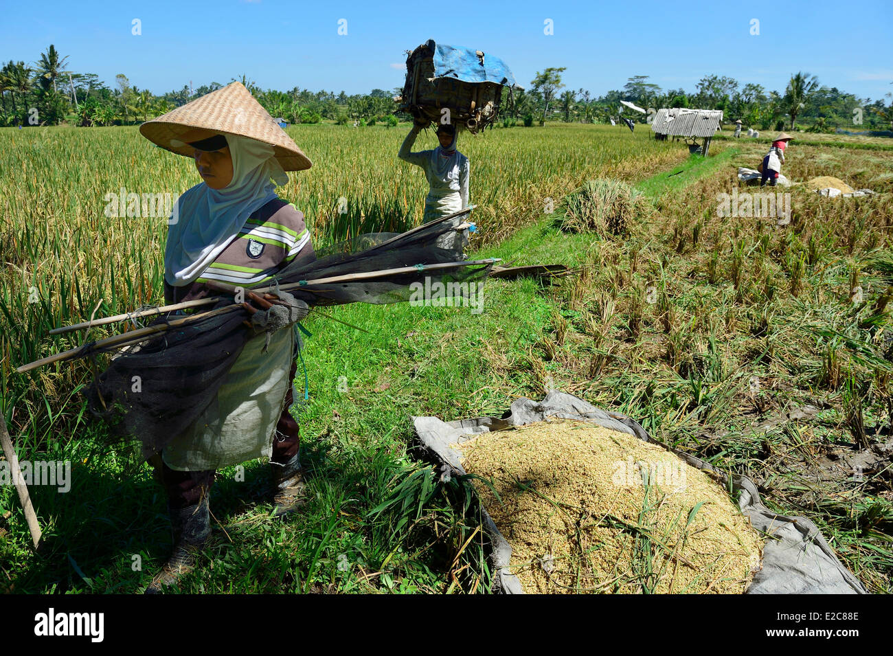 Indonesia, Bali, Ubud, work in the ricefields Stock Photo Alamy