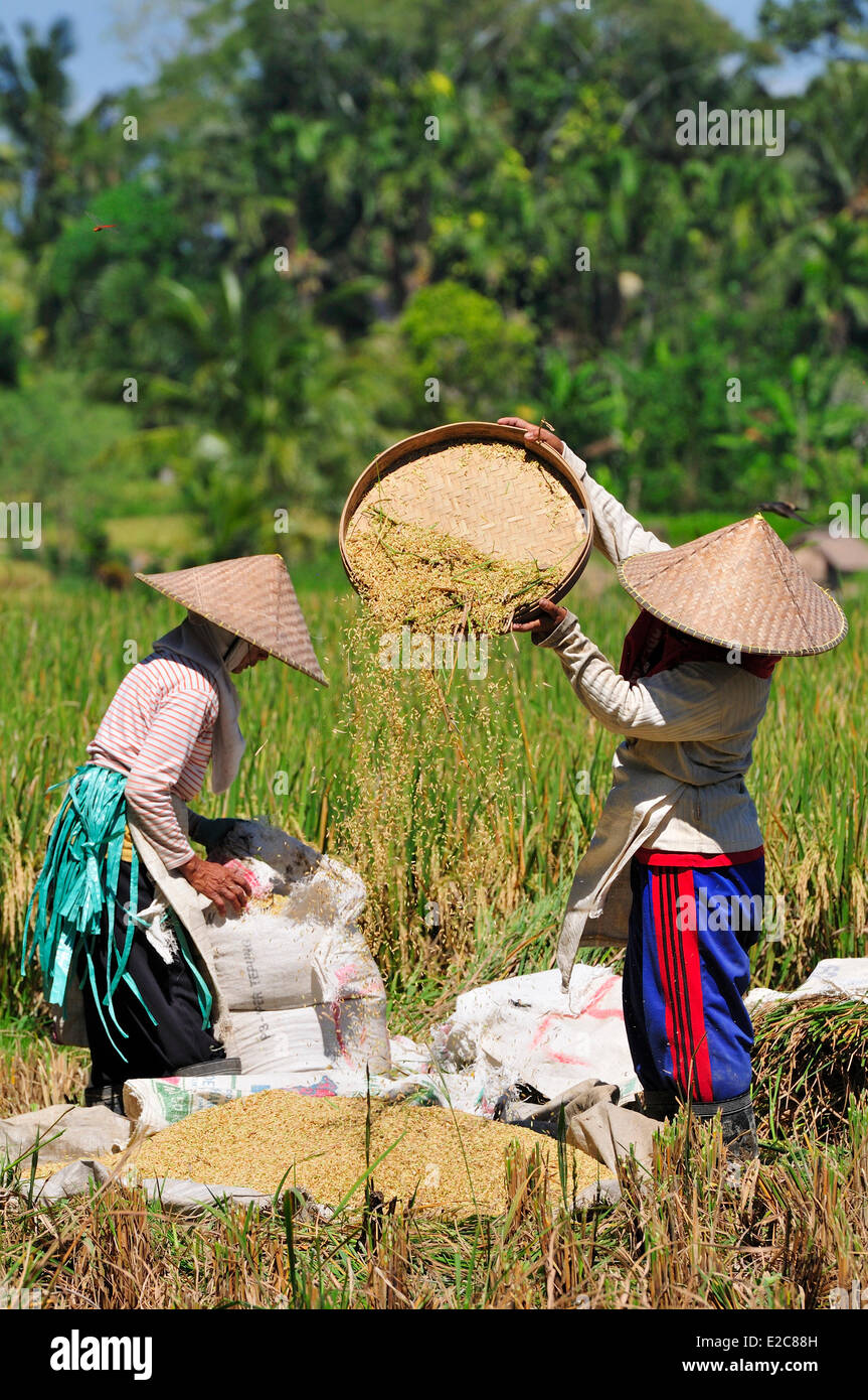 Indonesia, Bali, Ubud, work in the ricefields Stock Photo Alamy