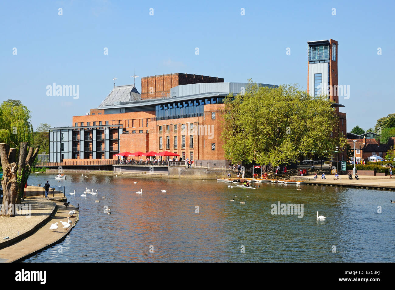 Royal Shakespeare Company Theatre along the River Avon with swans in the foreground, Stratford-Upon-Avon, England, UK. Stock Photo