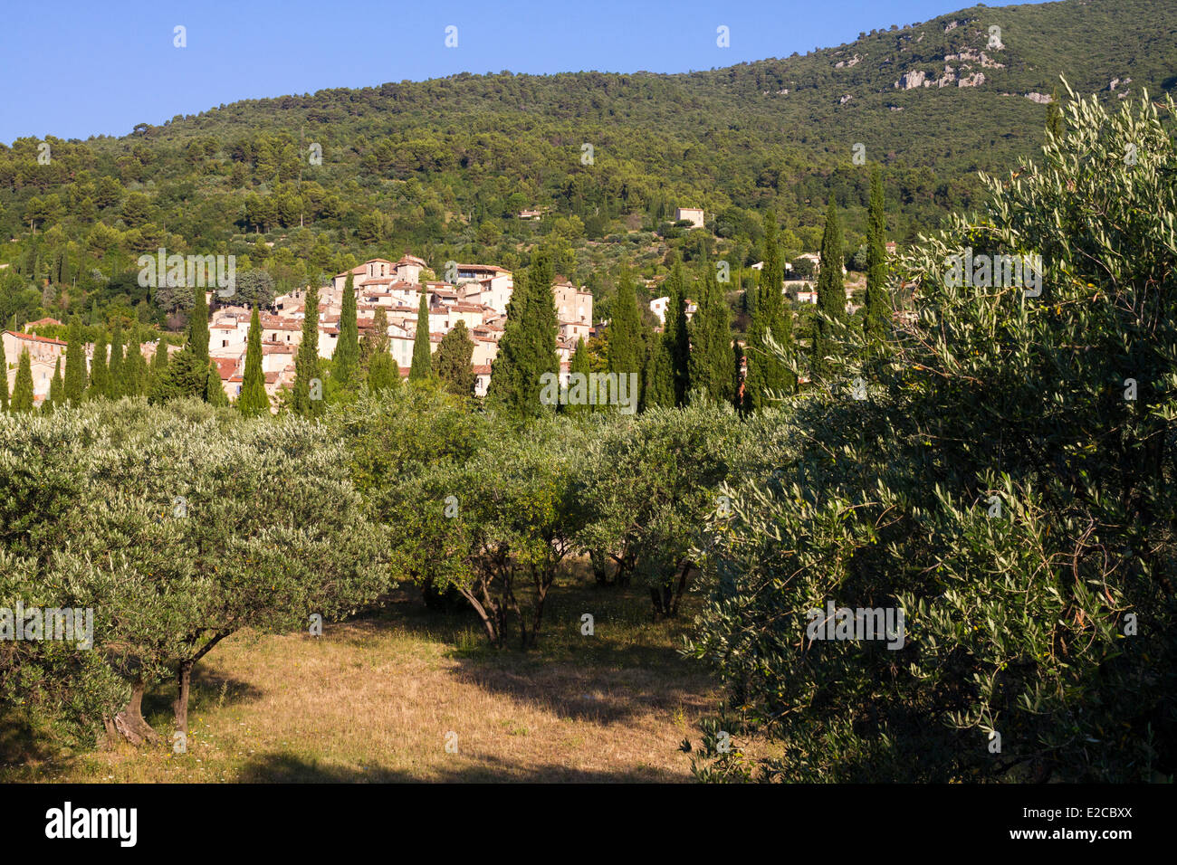 France, Var, Seillans, labelled The Most Beautiful Villages of France, culture of olive tree at foot of village Stock Photo