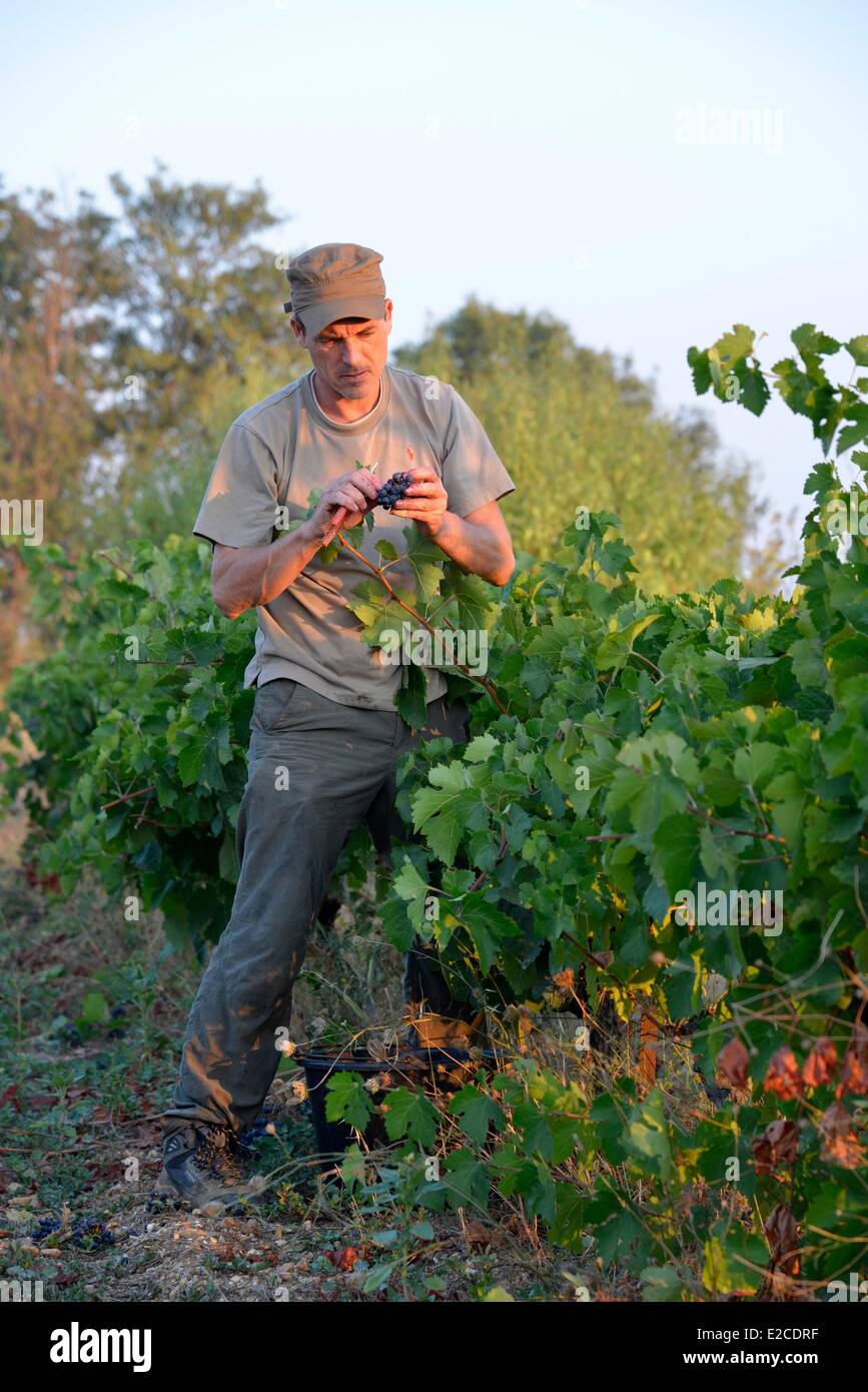 France, Herault, Boujan sur Libron, Organic vineyards of the Domain of the Ancienne Cordonnerie, the grape harvests manual workers, man collecting of the grape in vineyards, Yann Le Bouler grower Stock Photo