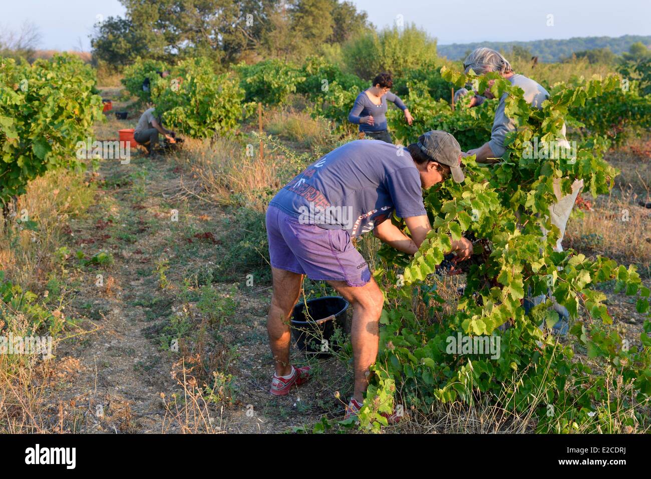 France, Herault, Boujan sur Libron, vineyards of the Domain of Ancienne Cordonnerie, grape harvests manual workers, mans collectingof the grape in vineyards Stock Photo