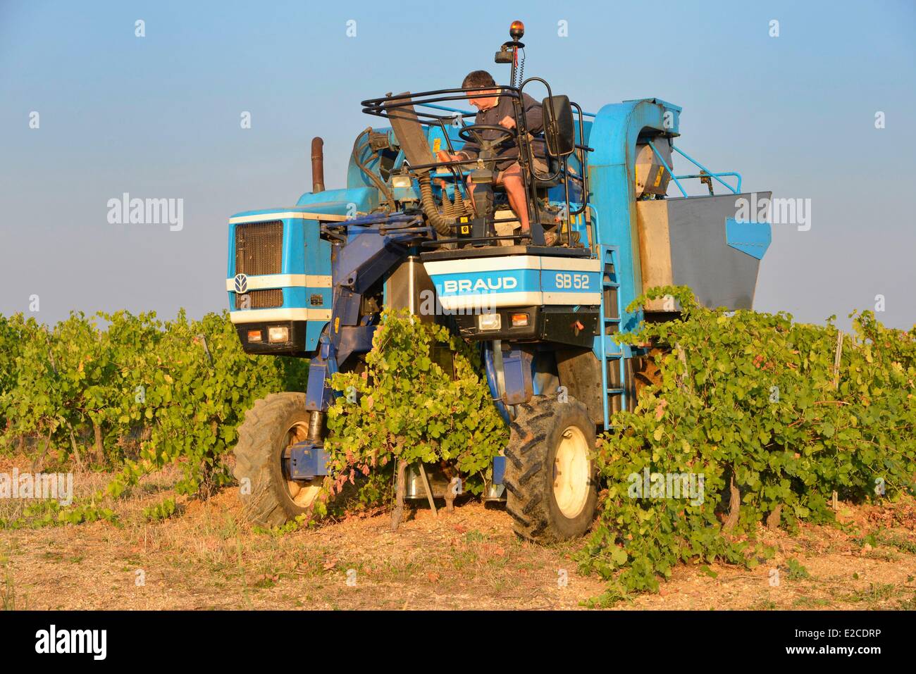 France, Herault, Boujan sur Libron, Domain Haute Condamine, vineyard of Languedoc, grape harvester Stock Photo
