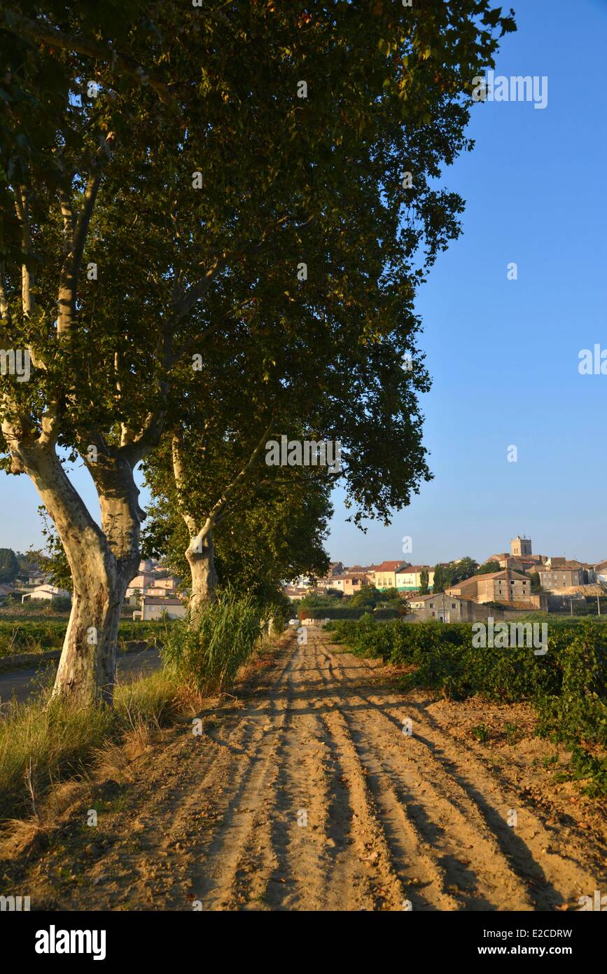 France, Herault, Boujan sur Libron, vineyards of the Domain Haute Condamine in border of road under plane trees Stock Photo
