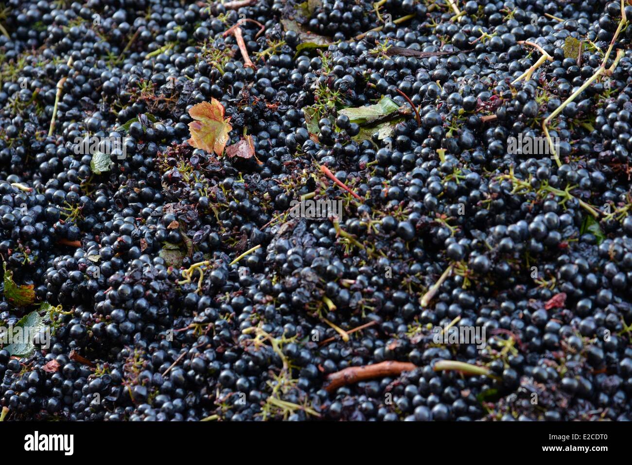 France, Herault, Boujan sur Libron, vineyards of the Domain Haute Condamine, the bulk bunches of grapes before the pressing Stock Photo