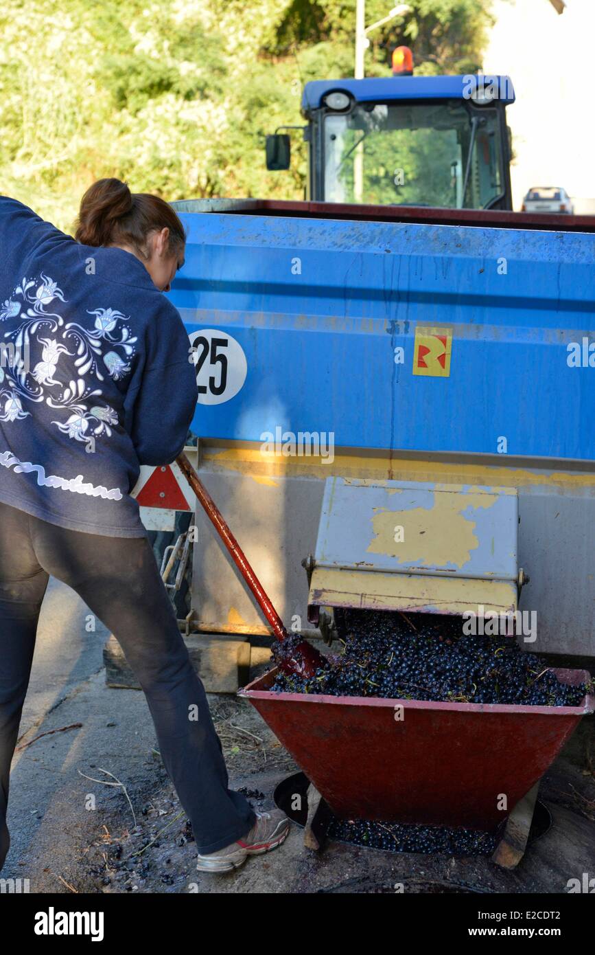 France, Herault, Boujan sur Libron, woman pushing the grape in the bottleneck of a press during the grape harvests Stock Photo
