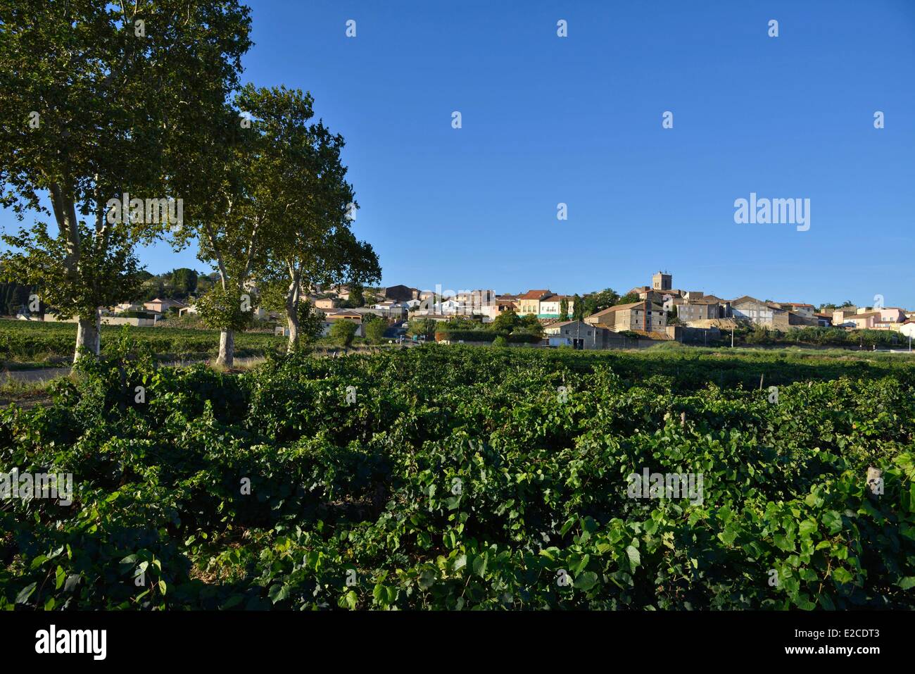 France, Herault, Boujan sur Libron, vineyards of the Domain Haute Condamine in border of road under plane trees Stock Photo