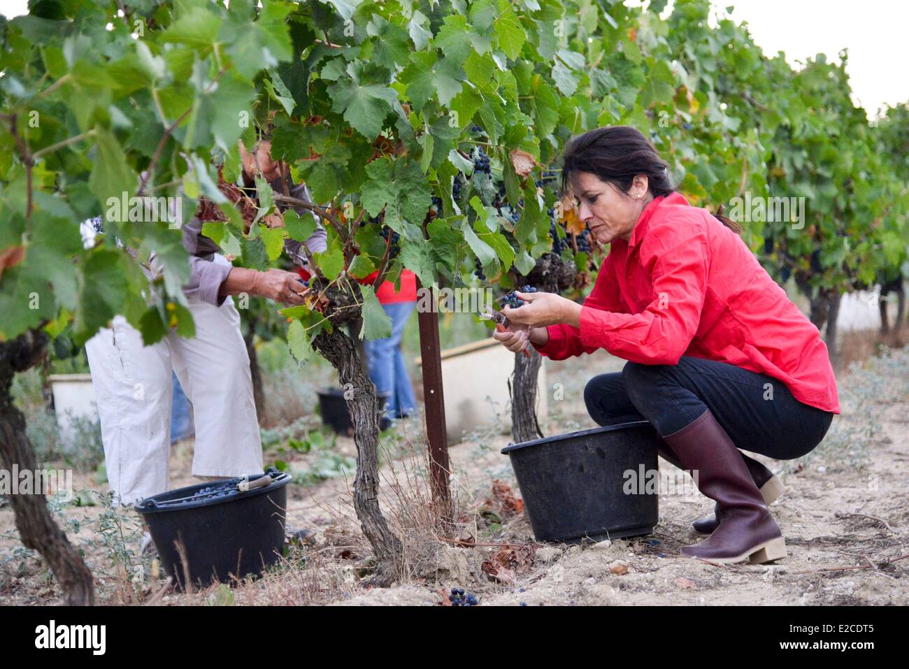 France, Herault, Boujan sur Libron, organic vineyards of the Domain of Ancienne Cordonnerie, grape harvests manual workers, young woman collecting of the grape in a vineyard Stock Photo
