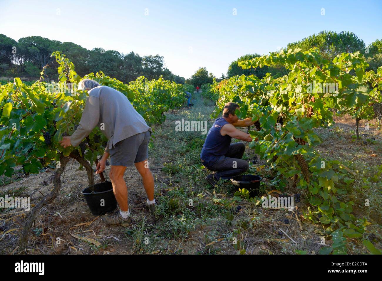 France, Herault, Boujan sur Libron, organic vineyards of the Domain of the Ancienne Cordonnerie, grape harvests manual workers, Stock Photo