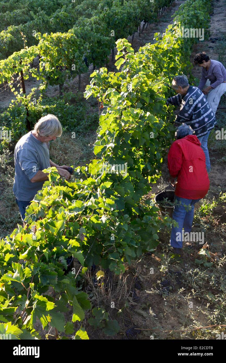 France, Herault, Boujan sur Libron, organic vineyards of the Domain of the Ancienne Cordonnerie, manual grape harvests, recolte Stock Photo