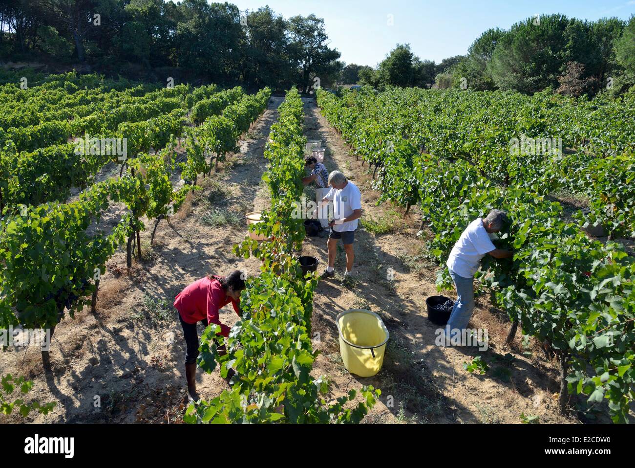 France, Herault, Boujan sur Libron, organic vineyards of the Domain of the Ancienne Cordonnerie, manual grape harvests, group of womens and mens collecting of the grape in a vineyard Stock Photo