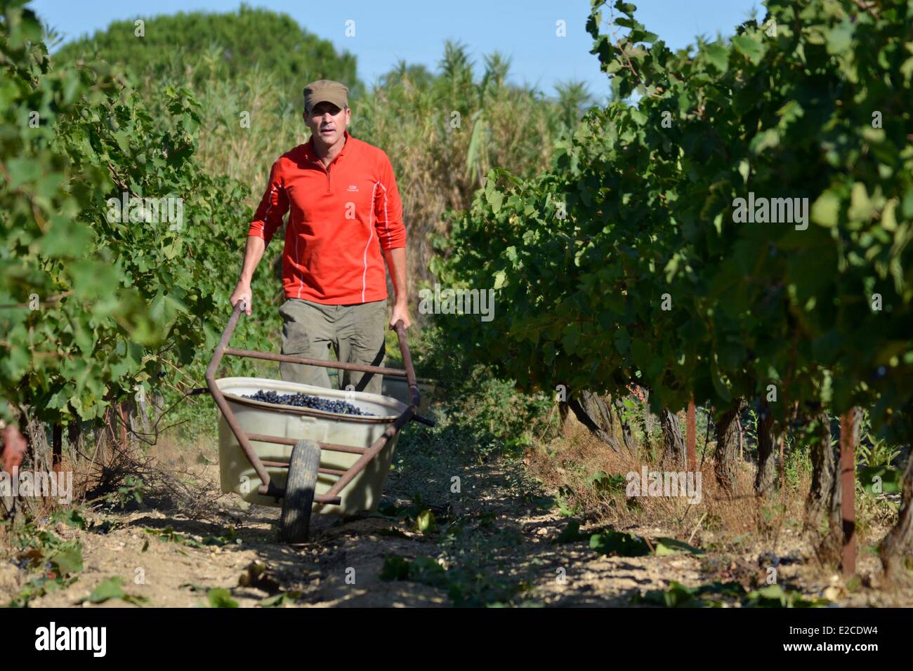 France, Herault, Boujan on Libron, organic vineyards of the Domain of the Ancienne Cordonnerie, the grape harvests manual workers, Yann Le Bouler grower Stock Photo