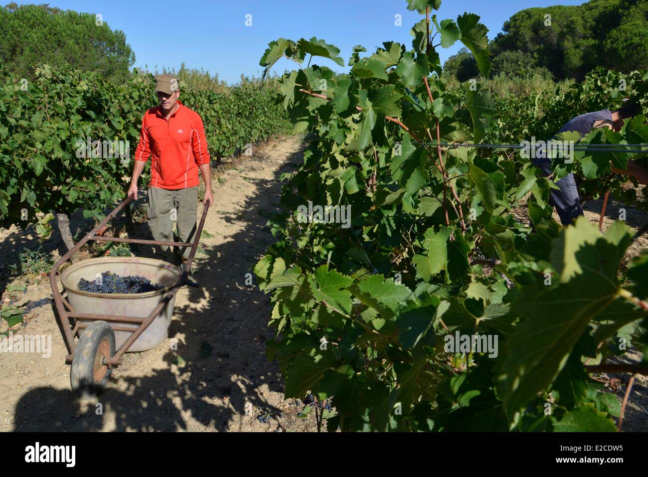 France, Herault, Boujan on Libron, organic vineyards of the Domain of the Ancienne Cordonnerie, the grape harvests manual workers, Yann Le Bouler grower Stock Photo