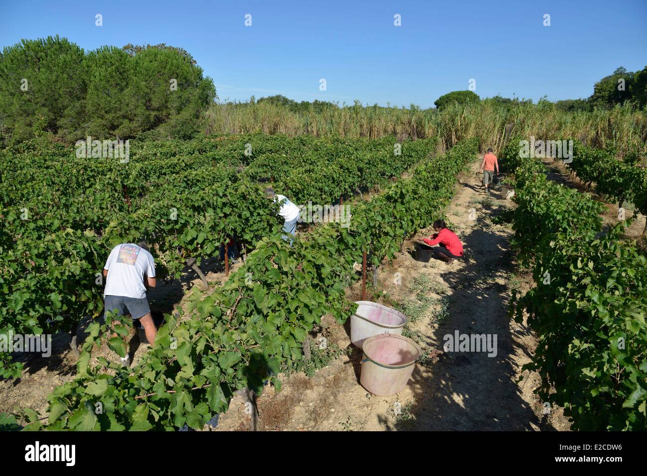 France, Herault, Boujan sur Libron, organic vineyards of the Domain of the Ancienne Cordonnerie, manual grape harvests, group of womens and mens collecting of the grape in a vineyard Stock Photo