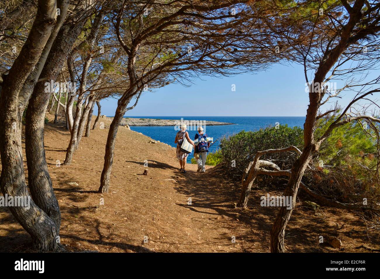 Italy, Sicily, Egadi islands, island of Levanzo, Cala Minola, holiday trips en route to the beach walking among pine trees with Stock Photo