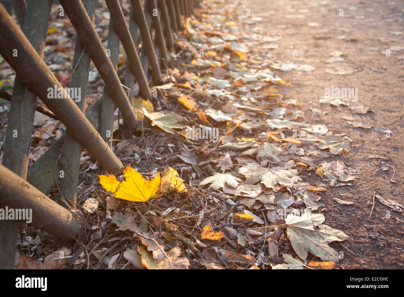 leaf light yellow park autumn fall ground soil path enclosure season colors Stock Photo