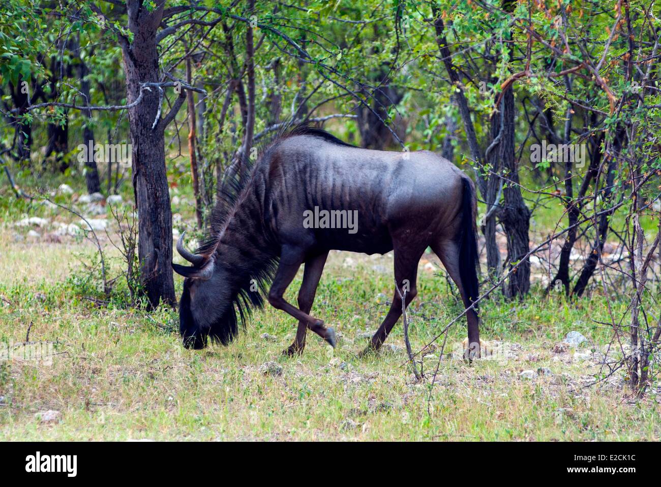 Namibia, Wildebeest (Connochaetes taurinus) Stock Photo