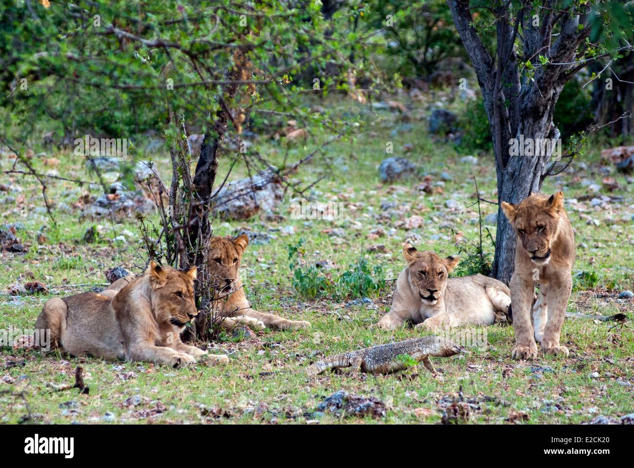 Namibia, Young Lions (Panthera leo) and Rock monitor lizard (Varanus albigularis) Stock Photo