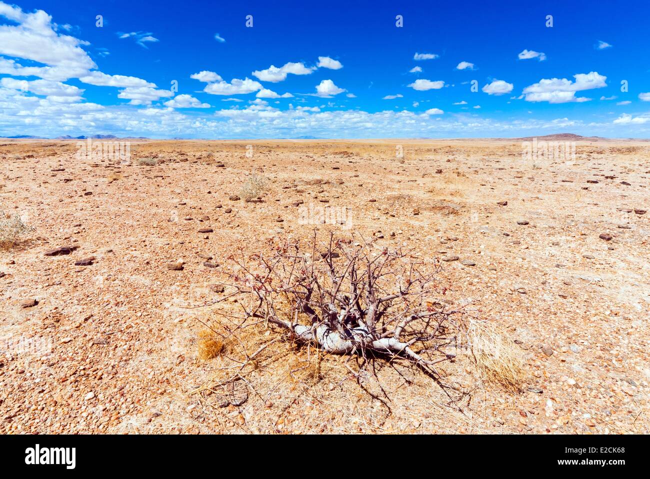 Namibia, Hardap region, Namib desert, Twiggy commiphora or Slender corkwood (Commiphora virgata) Stock Photo