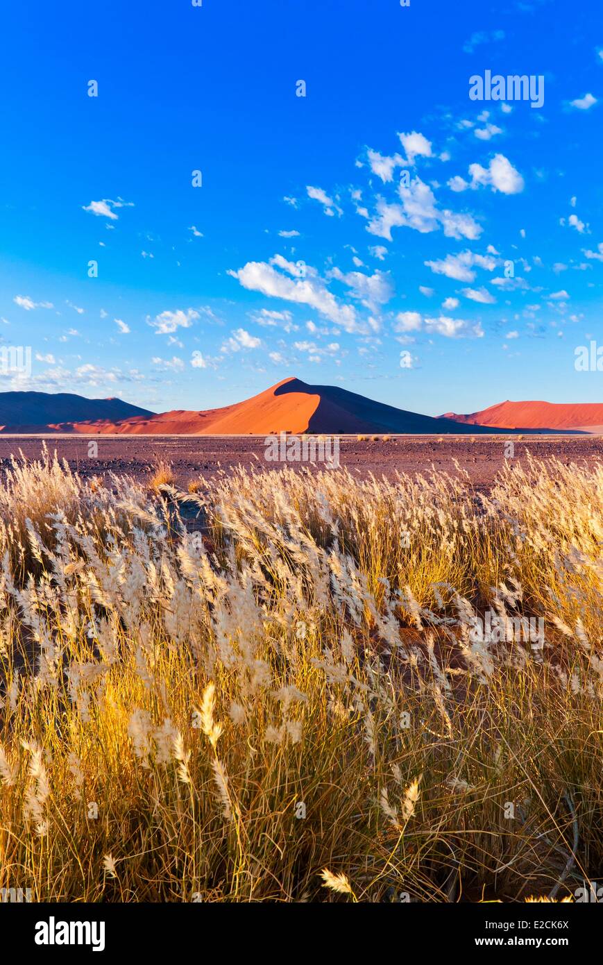 Namibia, Hardap region, Namib desert, Namib Naukluft Park, Sossusvlei, Dune 45, Fox-brush (Aristida Hordeacea) Stock Photo