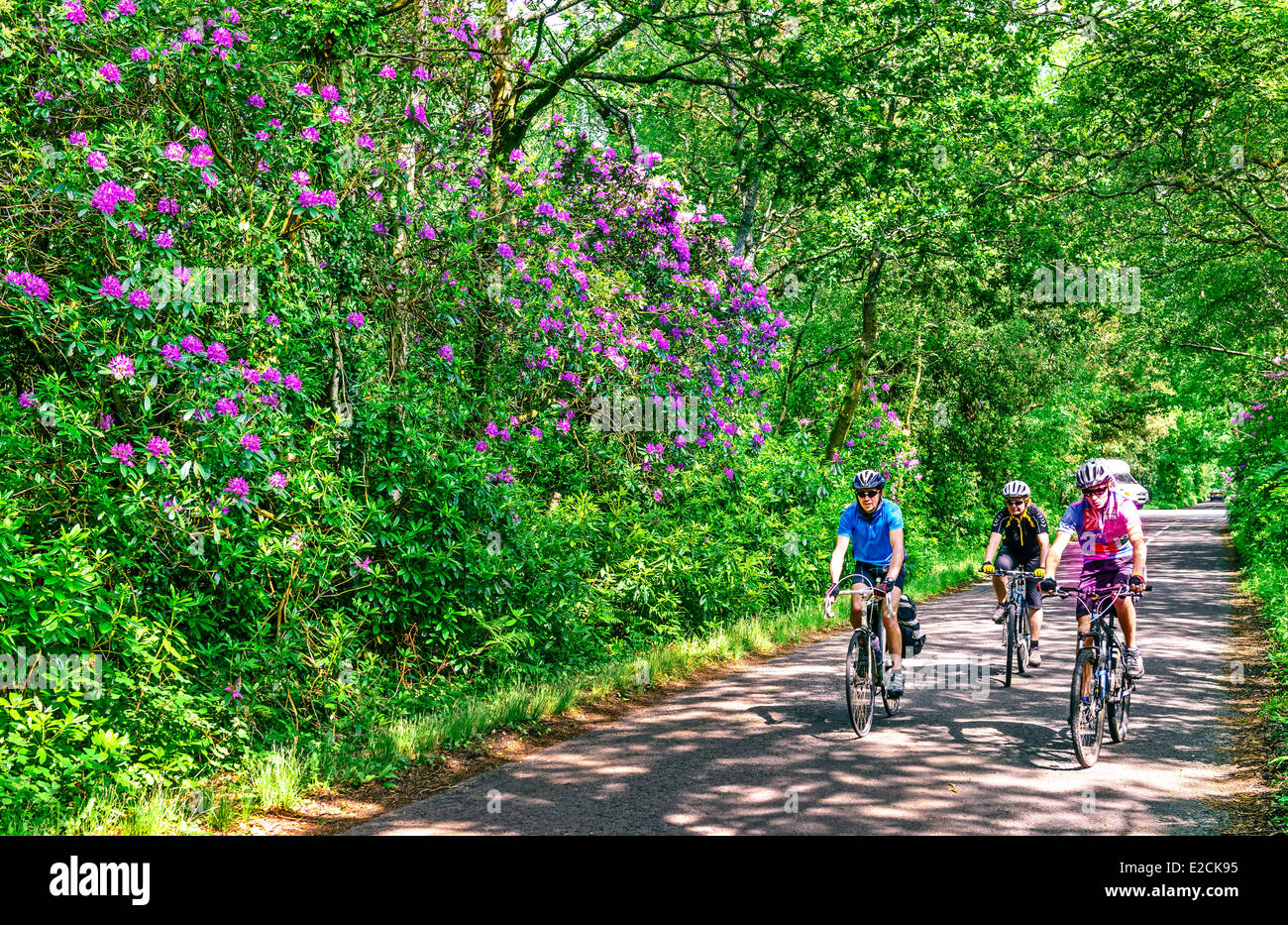 Cyclists in Country Lane Dorset Stock Photo