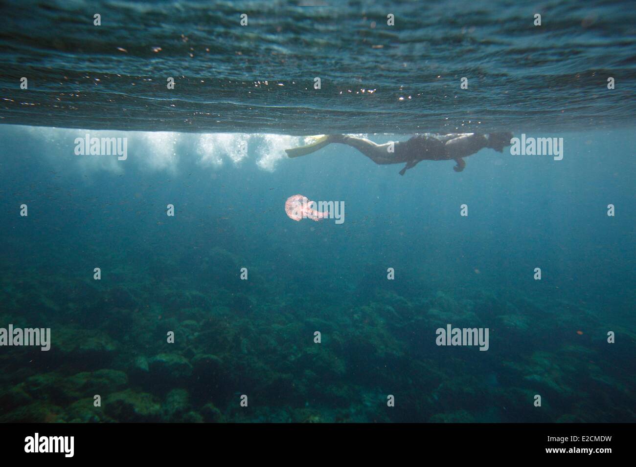 Algeria Habibas islands diver jellyfish Stock Photo - Alamy
