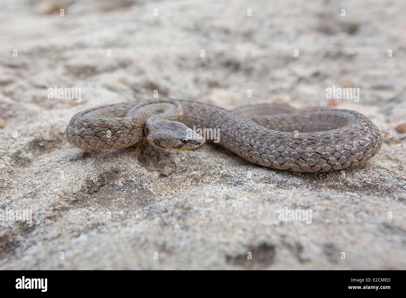 Tunisia Galite islands hooded snake (macroprotobon abukieri) Stock Photo