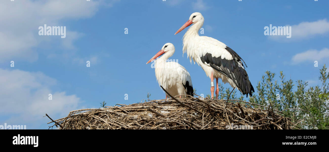 France Haut Rhin Hunawihr centre for reintroduction of storks in Alsace region White Stork (Ciconia ciconia) Stock Photo