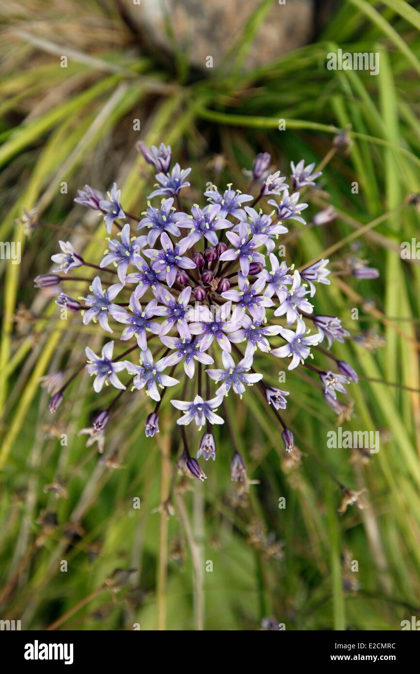 Tunisia Galite Islands Squill Giant Known As Peru Oncostema Peruviana 