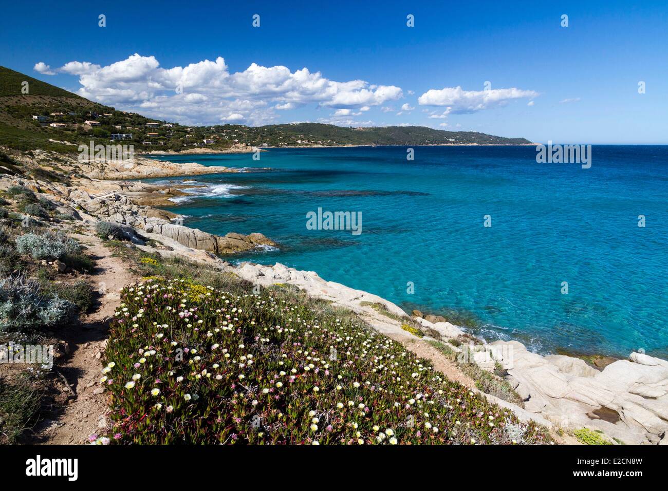 France Var Saint Tropez peninsula Cap Taillat Bay of Bonporteau Highway ice plant (Carpobrotus edulis) on the path of the coast Stock Photo